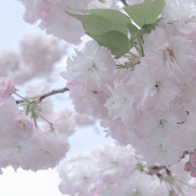 Furry二次元拟人美学FurryQQ群